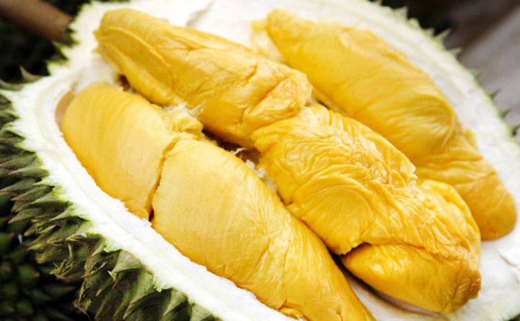 Unduh 95 Gambar Durian Kocak  