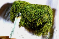 Kerap Dianggap Berbahaya, Tembakau Ternyata Dapat Menyelamatkan Jiwa Seseorang yang Hampir Mati Tenggelam. Begini Caranya!