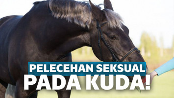 Pelecehan Seksual Kembali Terjadi, Korbannya Adalah Kuda