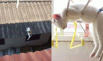 kucing tidur sembarangan