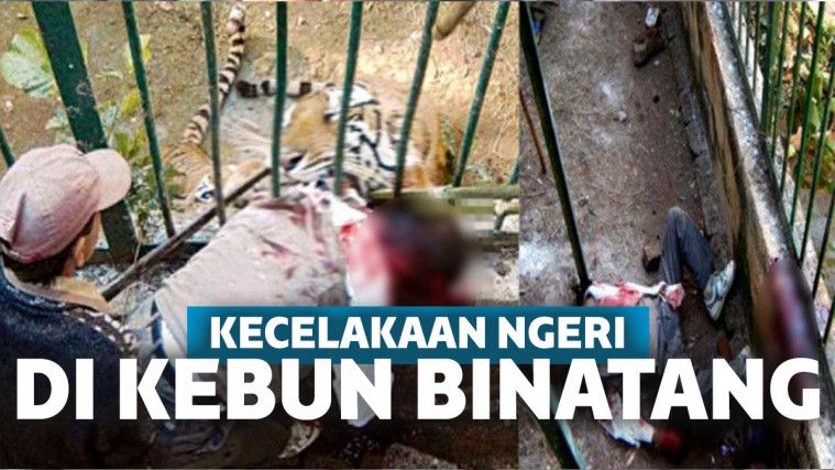 5 Kecelakaan di Kebun Binatang Akibat Kecerobohan Pengunjung