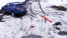 Keren! Aksi Heroik Seekor Anjing Selamatkan Anjing Lain yang Hampir Tertabrak Mobil