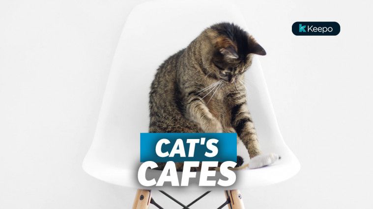 kafe kucing di indonesia