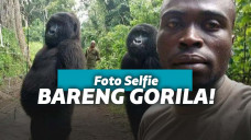Gorila berpose seperti manusia saat selfie