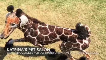Salon hewan peliharaan