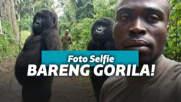 Gorila berpose seperti manusia saat selfie