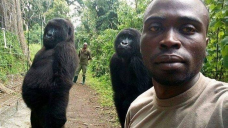 penjaga wefiew bersama gorila