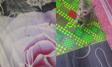 Hadiah dari sikucing