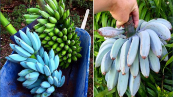blue java banana 1