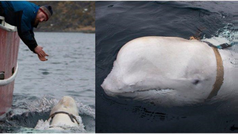 Viral! Ditemukan Paus Beluga, Diduga Menjadi Mata-mata Rusia