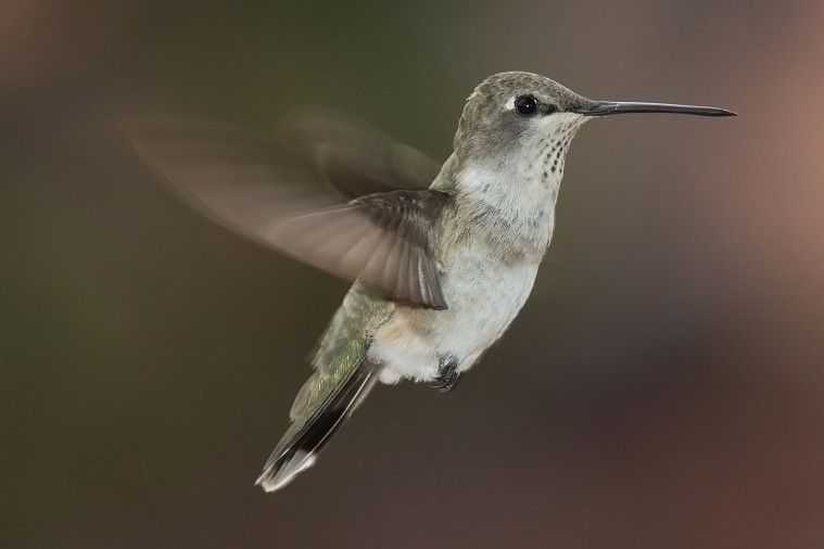 Burung Kolibri