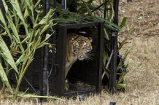 harimau sumatra