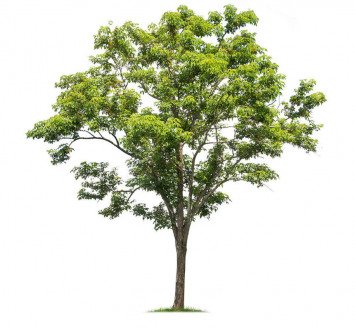 Ilustrasi foto pohon