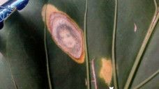 Daun berbentuk wajah manusia