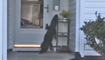 Buaya Besar Tertangkap Kamera Sedang Mencoba Membunyikan Bel Pintu Rumah