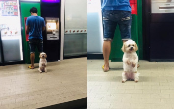 Anjing lucu