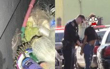 Membawa buaya ilegal