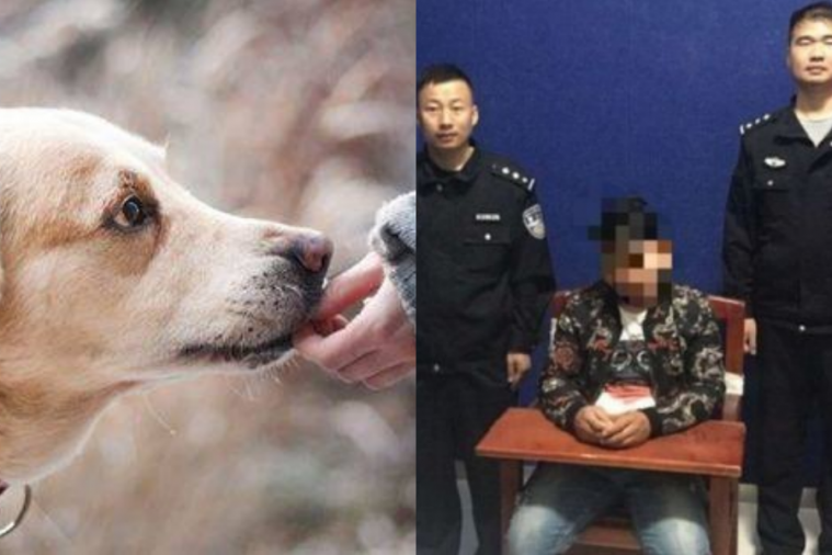 nama anjing