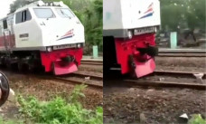 dikejar kereta ayam lari terbirit birit