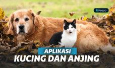 aplikasi Kucing dan anjing