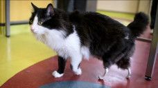 Ini Kisah Pooh, Seekor Kucing yang Mendapatkan Kehidupan Baru dengan Kaki Palsu