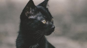 Mitos tentang Kucing