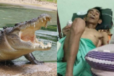 Kakek dicengkram buaya