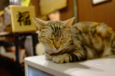 Kafe kucing di Jepang