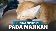 si kucing sedang menyusu pada majikannya