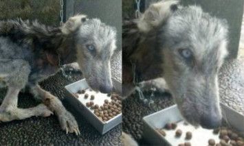 anjing ditelantarkan