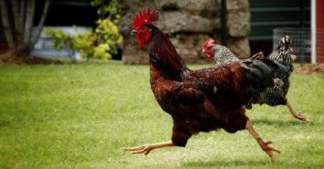 Ilustrasi dikejar ayam