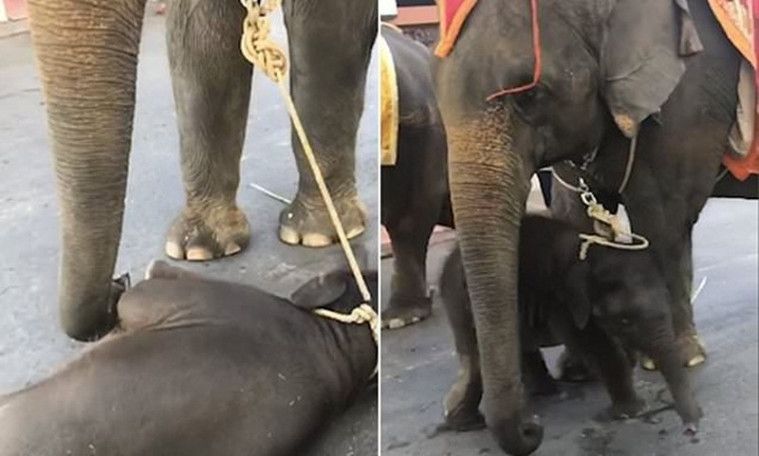 Bayi gajah pingsan