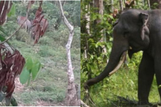 Gajah liar cari makan