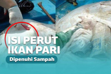 isi perut ikan pari ternyata sampah botol kaca, sebuah kamera, dan buku