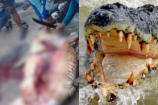 Potongan tubuh manusia dalam perut buaya