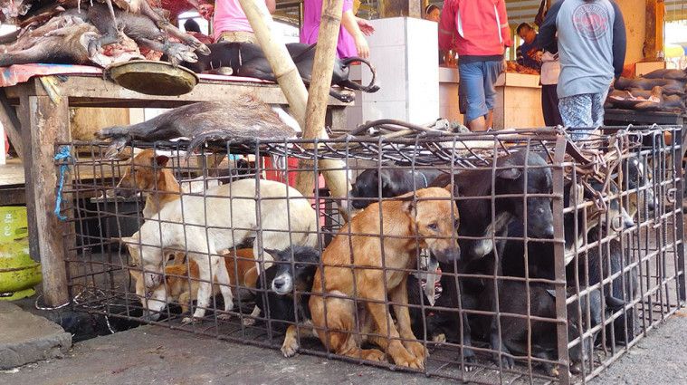 daging anjing