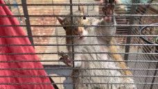 Tupai ini jadi agresif dan meneror banyak orang setelah dicekoki sabu oleh pemiliknya