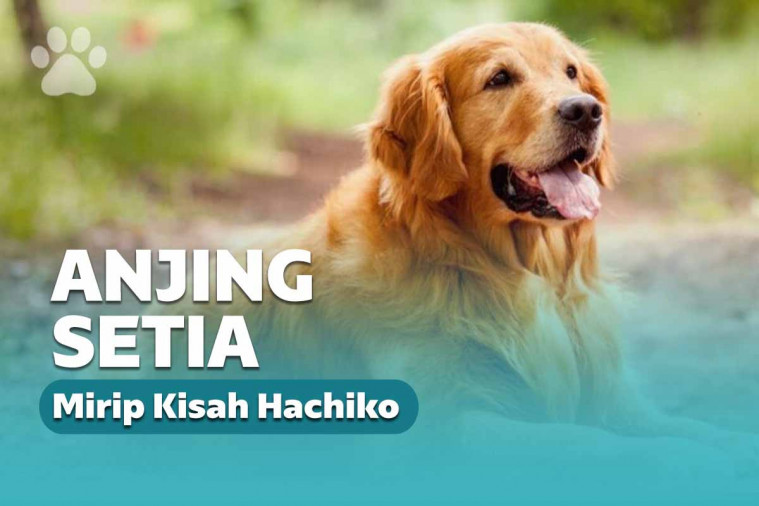 46+ Anjing yang setia hachiko ideas