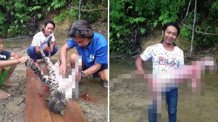 warga saat kuliti macan dahan
