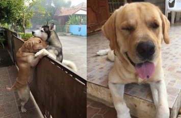 Seekor Anjing Husky Kabur dari Rumah Hanya untuk Temui Sobat Karibnya, Begini Aksi Lucunya