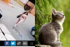 Wanita lempar kucing