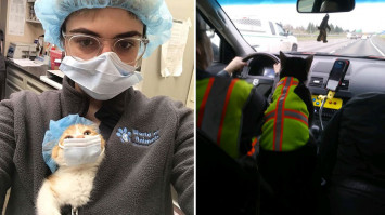 foto lucu kucing dengan pekerjaannya