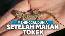 tokek liar kemungkinan menyimpan parasit salmonella dalam ususnya