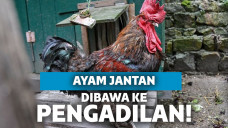 Ayam jantan