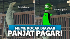meme biawak