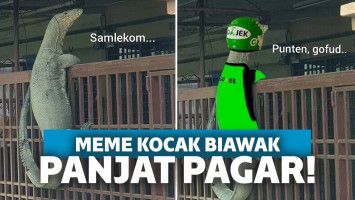 meme biawak