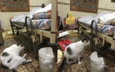 kucing setia dengan majikan