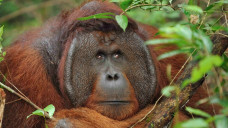 Seekor Orangutan di Kalimantan Tertangkap Kamera Gunakan Alat Mirip Tombak untuk Menangkap Ikan