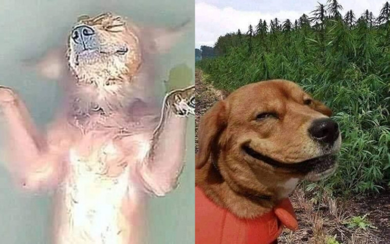 Anjing ngeprank