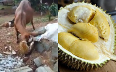 Kambing makan durian